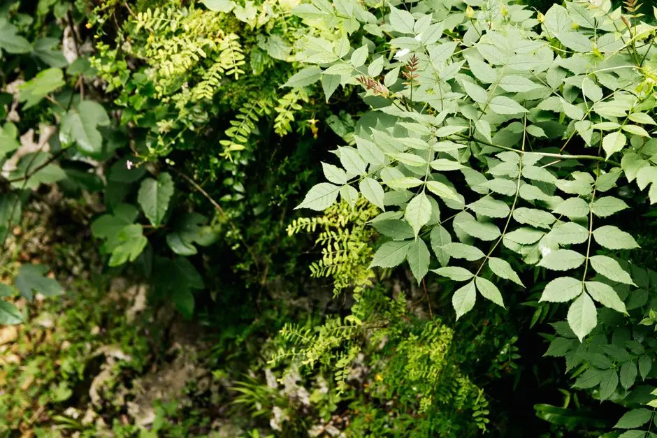Greens & Outdoors at EXPERION WINDCHANTS, Sector 112, Gurgaon