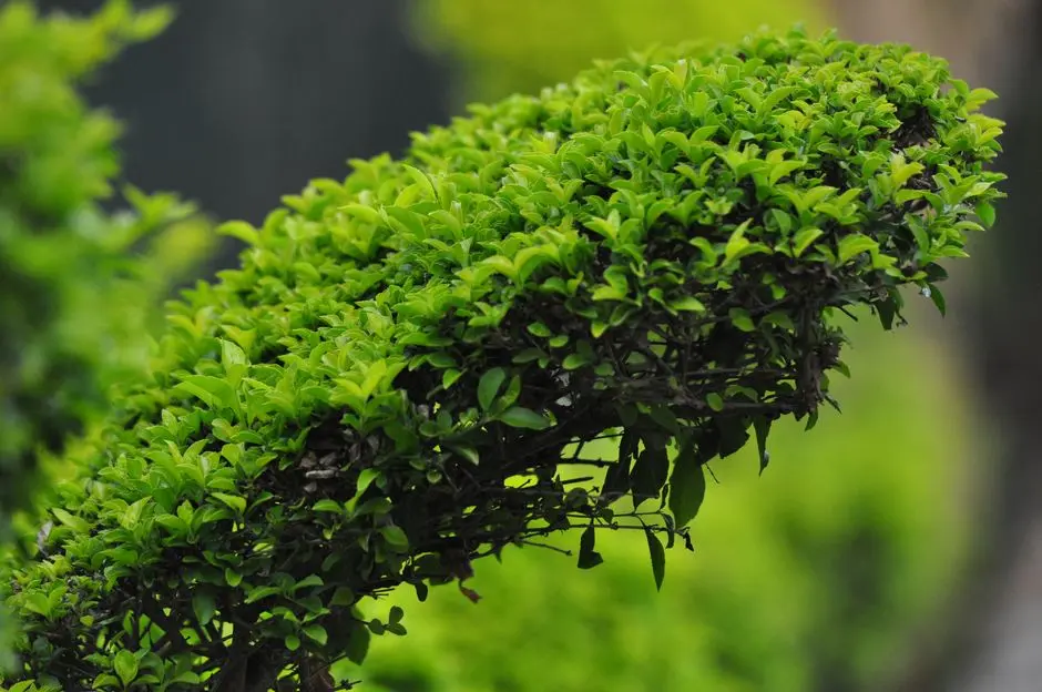 Greens & Outdoors at EXPERION SECTOR 62 GURGAON (COMMERCIAL), Gurgaon